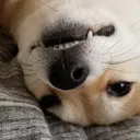 shibalady3391
