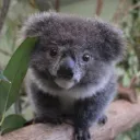 lapscallion
