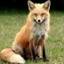 killerafox4269 avatar