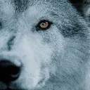 lobo_ww