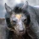 xbaconbladex's Avatar