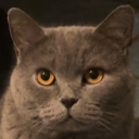 avatar m