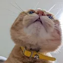 realpenguin
