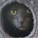 nyantastic
