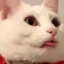 thatonebonk