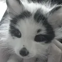 .fumo