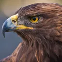 djo_eagle