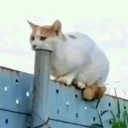 choodle's profile picture