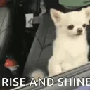 slimeskie
