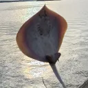 paenutbutter