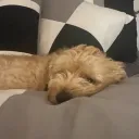 kkgtpgga