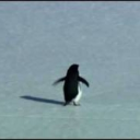 avatar Penguin