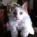berobaro