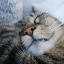 joaquim.