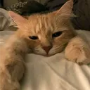 joaquim.