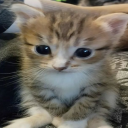 Discord Avatar