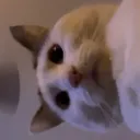 sauccec