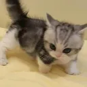 hamchiiro