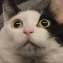 babeygangsta