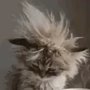 motiavey