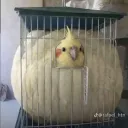 issygoing