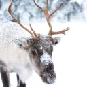 _.rudolph.__