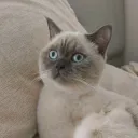 nyghl_