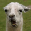 swagdelama