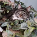 iamwintercat