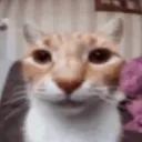 bingbong3409 avatar