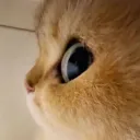 yumich