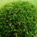 shrub_01