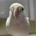 sunano