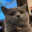 nekojyarasi