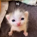 miautyna