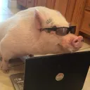 pigky.