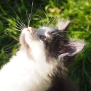 avatar Romeo