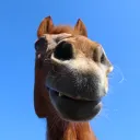 zuuzz