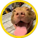 toxicdogwhistle