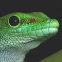 green_gecko