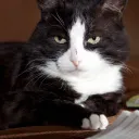 cat_ussr