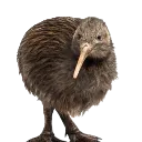 cant_fly