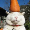 halfcat__