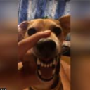 ljutinachos#3527's avatar