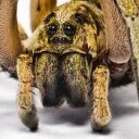 spidergod99
