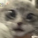 kobifatsura