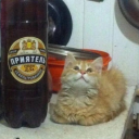 avatar ненаташа