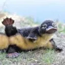 falconlief