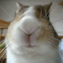 ekoow