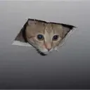 katnipthief